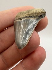 Deformed Slightly Pathological Lowcountry Angustiden Shark Tooth Fossil 1.48” picture