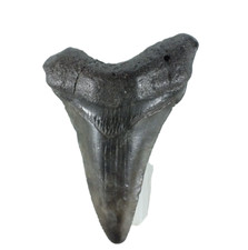 Fossil Odontus ( Carcharodon) megalodon  Florida USA EA9397 picture