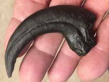 RAPTOR CLAW DINOSAUR FOSSIL BONE VELOCIRAPTOR JURASSIC REPLICA ANCIENT RELIC NEW picture