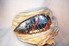 Triple Flow Obsidian Dove Tail Arrowhead Atlatl Spear Point Flint Knapping COA picture