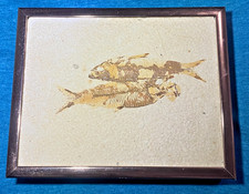 Pre-Owned Framed Knightia Fish Fossils  picture