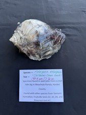 RARE fossilized Caribbean Crown Conch from central Florida - Pliocene era. picture