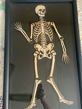 Vintage Halloween H. E. Luhrs Jointed Skeleton  Hanging/ Framed picture