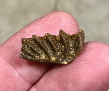 SWEET - 0.86” AWESOMELY RARE LUNGFISH TOOTH PLATE W PARTIAL JAW ATTACHED FOSSIL picture