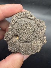 HUGE GLYTPTODONT GIANT ARMADILLO SCUTE FOSSIL PEACE RIVER ICE AGE FOSSIL BONE picture