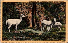 White Fallow Deer Rock City Gardens Lookout Mountain TN Postcard 1939 Curteich picture