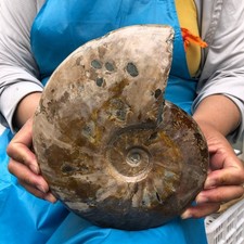 4.42LB Polishing and Restoration of Natural Conch Specimens from Madagascar 4615 picture