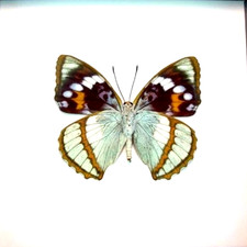 Apatura mimathyma schrenkii - Expertly Spread A1 Specimen, Very Colorful Species picture