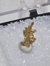 Beautiful California Crystalline Gold specimen picture