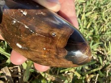 LEVIATHAN FOSSIL SPERM CETACEAN TOOTH - BEAUTIFULLY POLSIHED 5.5” picture