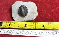 Colorful Crotalocephalus trilobite fossil Devonian Top quality  picture