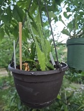 061925 Large 3x 4 yr+ hanging Epiphyllum 