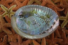 Green Abalone Sea Shell One Side Polished Beach Craft 3