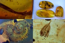 Authentic Burmese Myanmar Burmite Feather Claw Skin Tick Snail Dinosaur Bird LOT picture