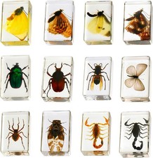 12 Styles Insect in Resin Specimen, Bugs Collection Paperweights Animal Specimen picture