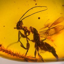 UNUSUAL WASP in Burmese / Burmite amber fossil / 100% genuine picture