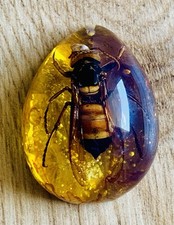 Polybern (Amber) Variety Giant Honey Bee Inclusion prehistoric 110 Million BC picture