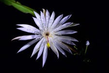Digital Image Picture Wallpaper Background Desktop Flowers Photograph Art Print picture