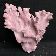Natural Pink Fire Coral Specimen 5.5