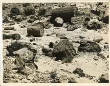GA346 Approx 1920s-30s Original Underwood Photo PETRIFIED FOREST NATIONAL PARK picture