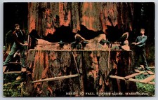 Washington Loggers~Big Tree Ready to Fall~Lumber Jacks Long Saw~c1910 Postcard picture