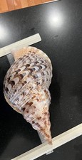 Giant 16” OAL Rare Triton Trumpet Charonia Tritonis Shell collected 1968 in P.I. picture