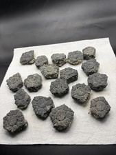 GROUP OF ASSOCIATED GLYPTODONT SCUTES (GIANT ARMADILLO) ICE AGE MAMMAL FOSSILS picture