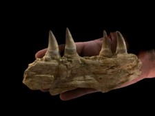 Prehistoric Mosasaur Jaw Authentic Fossil Jurassic Cretaceous Peroid From Morocc picture