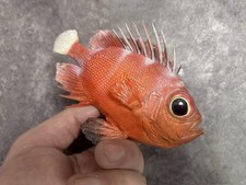 red bigeye Priacanthus macracanthus Taxidermy Real Fish Skin Mount picture