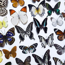 20Pcs of Real Dried Dead Butterflies with Spread Wings Shaped Natural picture