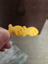 Rare Double Goldfish picture