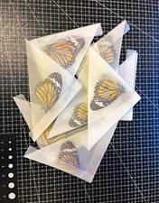 Danaus genutia - 5 x unprepared A1/A - original copies, unmounted picture
