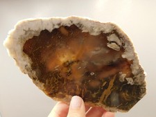 Petrified Wood Polished Stone Slab Hubbard Basin Nevada #O10 picture