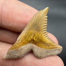 Gem Quality Hemipristis Shark Tooth 1.45” Bone Valley FL picture
