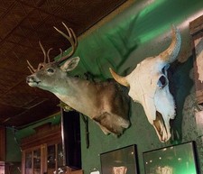 Glenwood Springs Colorado Doc Holliday's Tavern 2015 Deer Skull Bar Decor picture