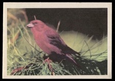 Sierra Red Crossbill 1957 Oak Animal Bird Card (NM) picture