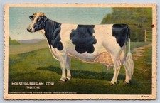 Holstein-Friesian Cow True Type Curt Teich Postcard picture