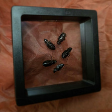 Ground Beetle Specimens in Black Display Frame, Framed Shadow Box Display Case picture