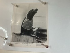  “Sammy the Seal” Disney Press Still + Wild Kingdom NBC-TV Press Release picture