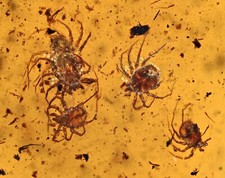 Swarm of Acari (Mites), Fossil inclusion in Burmese Amber picture