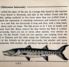 Barracuda 1939 Salt Water Fish Gordon Ertz Color Plate Print Antique PCBG19 picture