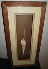 VINTAGE SPINDLE TIBIA FUSUS SEASHELL IN WOOD SHADOW BOX Nautical Wall Hanging picture