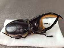 Dynastidae sp 99mm  Big size male  - South America picture