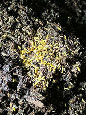 Yellow Albino Springtails 100+ (Collembola) – Bioactive Clean-Up Crew Culture picture