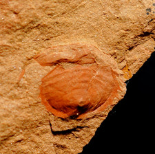Very rare unknown species Mississipian fossil Horseshoe crab - not Mazon Creek picture
