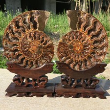 A Pair of Natural Ammonite Fossil Conch Crystal Specimen Healing+stand 2PC picture