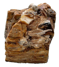 11 Lb 2.8 Oz 5 Inch Northern Nevada Opalized Petrified Fossil Wood Specimen SR7 picture