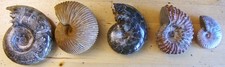 Madagascar AMMONITE LOT - 5 Assorted - Puzosia & others- Natural Ribbed Polished picture