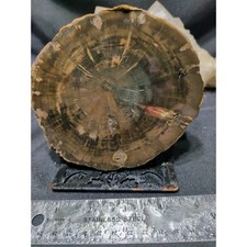 Zimbabwe Petrified Wood Slab Specimen (10.9oz) picture