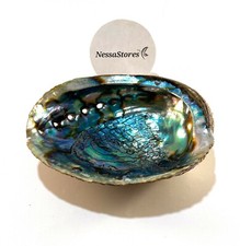 Green Abalone Sea Shell One Side Polished Beach Craft 6